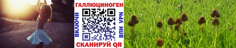 где можно купить наркотик  ОМГ ОМГ зеркало  Псилоцибиновые грибы Psilocybe  Сковородино 